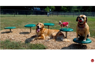 Picture of Bark Park Stepping Paws, Outdoor Dog Exercise
